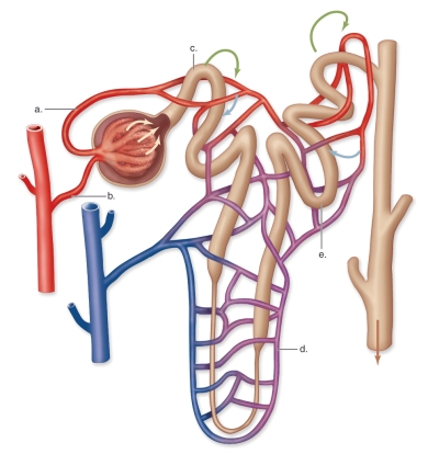 <strong>Figure: This figure shows a nephron and its blood supply.What does e represent?</strong> A)The distal convoluted tubule B)Peritubular capillaries C)Efferent arteriole D)Afferent arteriole E)The proximal convoluted tubule