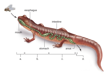 <strong>Figure: This figure shows the phases of digestion.What does A represent?</strong> A)Digestion B)Defecation C)Ingestion D)Absorption E)Elimination