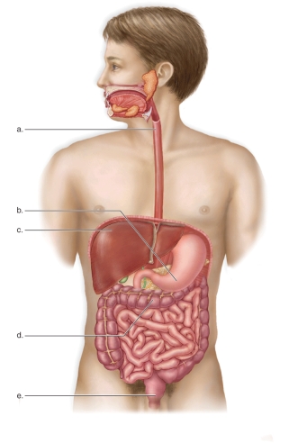 <strong>Figure: This figure shows the anatomy of the human digestive system.What does A represent?</strong> A)The liver B)The esophagus C)The rectum D)The stomach E)The transverse colon
