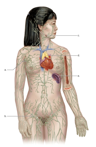 <strong>Figure: This figure shows the vessels and organs of the lymphatic system.What does e represent?</strong> A)The spleen B)The thymus gland C)The axillary lymph nodes D)The tonsils E)The inguinal lymph nodes