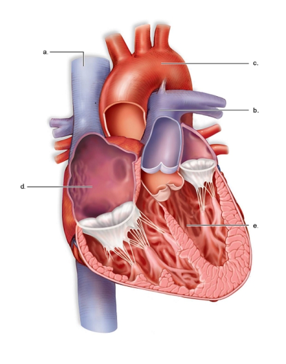 <strong>Figure: This figure shows the anatomy of the mammalian heart.What does e represent?</strong> A)The aorta B)The superior vena cava C)The right atrium D)The left ventricle E)The pulmonary trunk