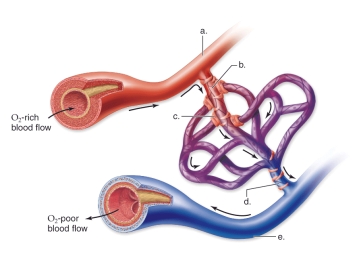 <strong>Figure: This figure shows the anatomy of a capillary bed.What does e represent?</strong> A)Vein B)Arteriole C)Venule D)Precapillary sphincter E)Artery