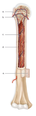 <strong>Figure: This figure shows the anatomy of a long bone.What does d represent?</strong> A)The medullary cavity B)The growth plate C)The periosteum D)Spongy bone E)Compact bone