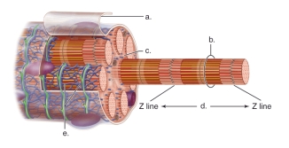 <strong>Figure: This figure shows the components of a muscle cell.What does d represent?</strong> A)A sarcomere B)The sarcoplasm C)A myofibril D)The sarcoplasmic reticulum E)The sarcolemma