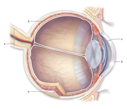 <strong>Figure: This figure shows the anatomy of the human eye.What does a represent?</strong> A)The cornea B)The sclera C)The optic nerve D)The lens E)The retina