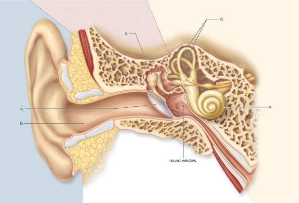 <strong>Figure: This figure shows the anatomy of the human ear.What does b represent?</strong> A)The auditory canal B)The tympanic membrane C)The semicircular canals D)The cochlea E)The malleus