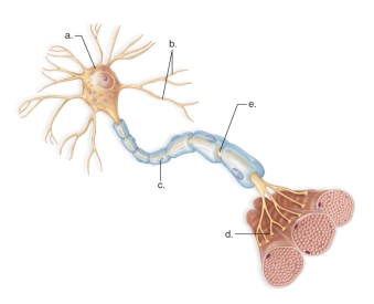 <strong>Figure: This figure shows the parts of a motor neuron.What does b represent?</strong> A)Axon terminal B)Cell body C)Node of Ranvier D)Schwann cell E)Dendrite