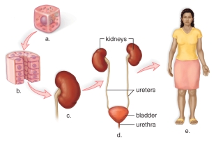 <strong>Figure: Learning Outcome: 26.01.01 State the levels of biological organization with reference to a particular organ system. Section: 26.01 Topic: Body Orientation and Tissues This figure shows the levels of biological organization.What does c represent?</strong> A)An organ B)An organ system C)A tissue D)A cell E)An organism
