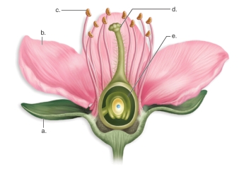 <strong>Figure: This figure shows the anatomy of a flower.What does C represent?</strong> A)anther B)sepal C)ovule D)petal E)stigma