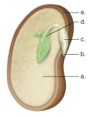 <strong>Figure: This figure shows the parts of a bean seed.What does B represent?</strong> A)the radicle. B)the seed coat. C)a cotyledon. D)the hypocotyl. E)the immature leaves.