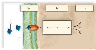 <strong>Figure:   This figure shows the signal transduction pathway in plants.What does d represent?</strong> A)response B)receptor C)hormone D)transduction E)reception <div style=padding-top: 35px> 