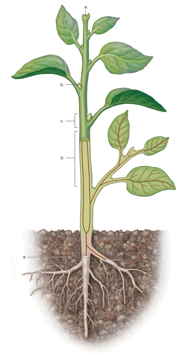 <strong>Figure: This figure shows the organization of the plant body.What does e represent?</strong> A)lateral branch root B)node C)internode D)axillary bud E)terminal bud