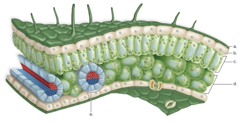 <strong>Figure: This figure shows the cross sectional anatomy of a leaf.What does c represent?</strong> A)spongy mesophyll B)cuticle C)upper epidermis D)leaf vein E)palisade mesophyll