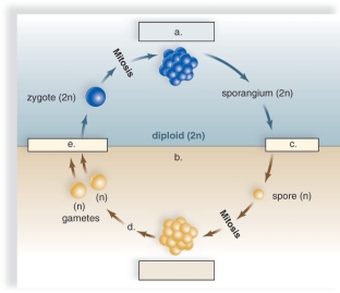 <strong>Figure: This figure shows the alternation of generations.What does a represent?</strong> A)meiosis B)mitosis C)sporophyte D)fertilization E)haploid