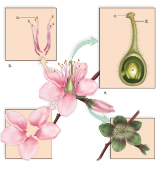 <strong>Figure: This figure shows the parts of the flower.What does d represent?</strong> A)the stamens B)the stigma C)the carpel D)the anther E)the pollen tube