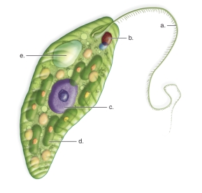 <strong>Figure:   This figure shows the anatomy of a Euglena.What does e represent?</strong> A)chloroplast B)nucleus C)flagellum D)contractile vacuole E)eyespot <div style=padding-top: 35px> 