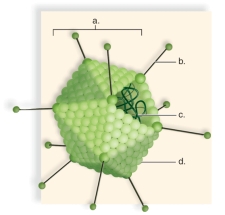<strong>Figure:   This figure shows the basic structure of a virus.What does c represent?</strong> A)a spike B)DNA C)a capsid D)a fiber E)a protein unit <div style=padding-top: 35px> 