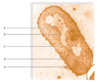 <strong>Figure:   This figure is of the basic anatomy of a bacterium.What does d represent?</strong> A)nucleoid B)cell wall C)ribosome D)glycocalyx E)plasma membrane <div style=padding-top: 35px> 