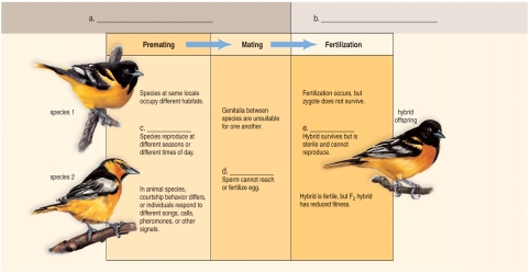 <strong>Figure: This figure shows various reproductive barriers which prevent the interbreeding of different species.What does e represent?</strong> A)gamete isolation B)temporal isolation C)hybrid sterility D)postzygotic isolation mechanisms E)prezygotic isolation mechanisms