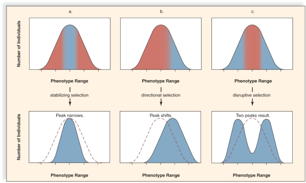 <strong>Figure: This figure shows the three different types of natural selection.What does C represent?</strong> A)disruptive selection B)directional selection C)genetic drift selection D)stabilizing selection E)adaptive selection