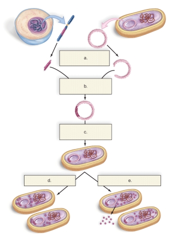 <strong>Figure: This figure shows how a human gene can be cloned.What does E represent?</strong> A)Bacterium takes up a recombinant plasmid. B)DNA ligase seals the gene into place. C)Restriction enzyme cleaves DNA. D)Gene cloning occurs. E)Bacterium makes a protein.
