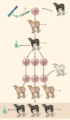 <strong>Figure: This figure shows the procedure for making clones to produce human growth hormone.What does A represent?</strong> A)development within host goat B)transgenic goat producing human growth hormone C)cloned transgenic goats producing human growth hormone D)development within goats E)microinjection of a human gene