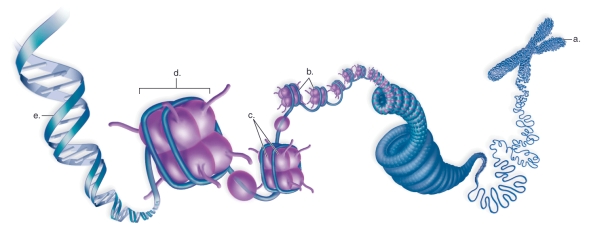 <strong>Figure: This figure shows the levels of chromatin structure.What does C represent?</strong> A)DNA helix B)a nucleosome C)compacted chromosome D)coiled nucleosomes E)histones