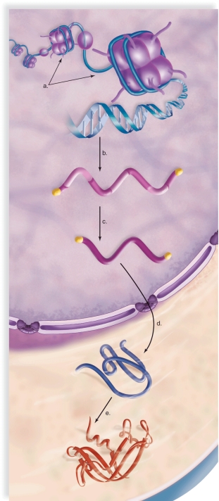 <strong>Figure: Which of the following occurs outside of the nucleus in eukaryotic cells?</strong> A)chromatin packing B)mRNA processing C)transcriptional control D)translational control E)posttranscriptional control