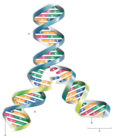 <strong>Figure:   In this figure showing DNA replication,what does B represent?</strong> A)the completed DNA region B)the template strand C)the new strand D)the replication region E)the parental DNA region <div style=padding-top: 35px> 