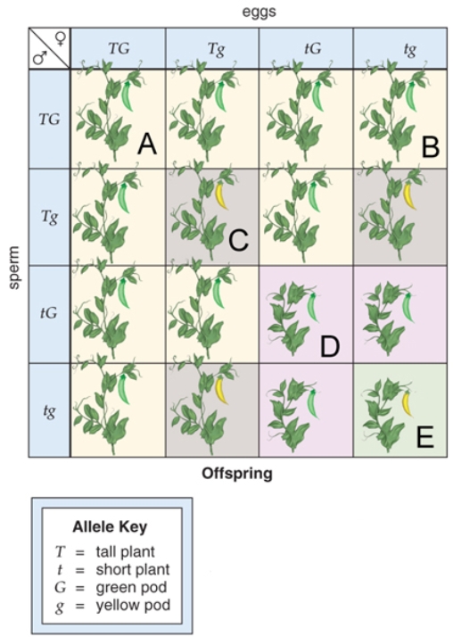 <strong>Figure: Use the following figure to answer question. This figure shows a dihybrid cross.What does a represent?</strong> A)TTgg B)TTGG C)ttgG D)ttgg E)ttGg
