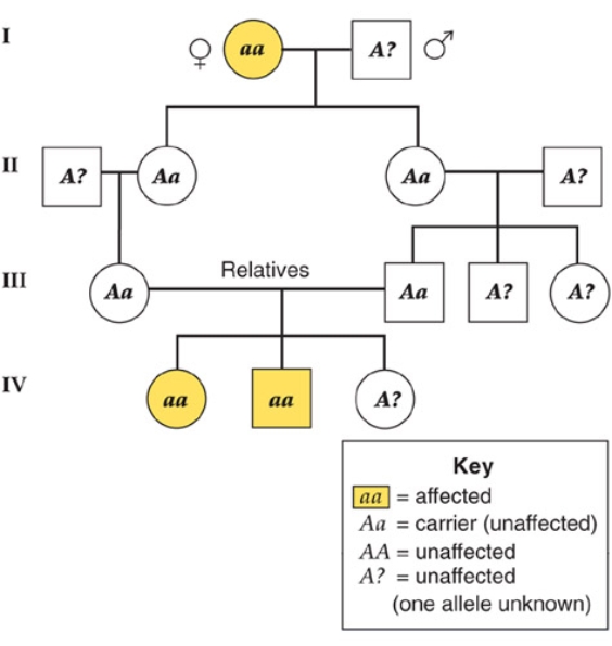 <strong>This figure shows a human pedigree.Based on the information presented in this figure,what type of disorder would this be? </strong> A)due to multiple alleles B)codominant C)autosomal recessive D)autosomal dominant E)incomplete dominance