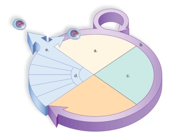 <strong>Figure:   This figure shows the cell cycle.What does c represent?</strong> A)Mitosis B)Cytokinesis C)G<sub>1</sub> D)Interphase E)S <div style=padding-top: 35px> 