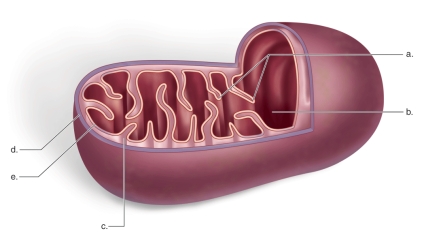 <strong>Figure: This figure shows the structure of the mitochondrion.What does b represent?</strong> A)outer membrane B)inner membrane C)intermembrane space D)matrix E)cristae