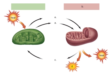 <strong>Figure: This figure shows the relationship between the chloroplast and the mitochondrion.What does b represent?</strong> A)photosynthesis B)Calvin cycle C)glycolysis D)cellular respiration E)carbon fixation