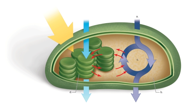 <strong>Figure: This figure shows a plant chloroplast.What does d represent?</strong> A)outer chloroplast membrane B)thylakoid membrane C)stroma D)inner chloroplast membrane E)cuticle