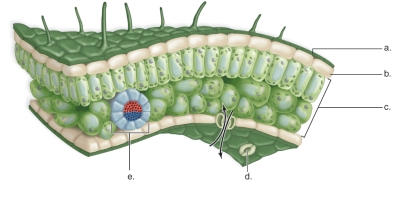 <strong>Figure: In the figure,what part of the leaf is indicated by b?</strong> A)mesophyll B)stoma C)leaf vein D)upper epidermis E)cuticle