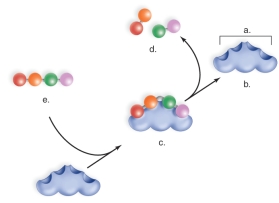 <strong>Figure:   This figure shows an enzyme in action.What does A represent?</strong> A)a polypeptide B)the enzyme-substrate complex C)the active site D)the products E)the substrate <div style=padding-top: 35px> 
