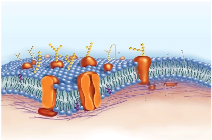 <strong>Figure:   What does B represent in the diagram of the plasma membrane?</strong> A)peripheral protein B)phospholipids bilayer C)glycolipid D)hydrophilic heads E)cytoskeleton <div style=padding-top: 35px> 