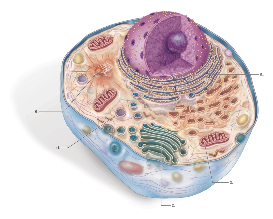 <strong>Figure:   What is the function of the cell structure marked a. on the animal cell diagram?</strong> A)to provide structural support and shape B)to make energy molecules C)to break down old organelles D)to carry genetic information E)to produce and modify new proteins <div style=padding-top: 35px> 