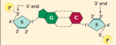 <strong>  In a DNA molecule,the polar G nucleotide on one strand always bonds with the polar C nucleotide on the other strand.What kind of bonds are these?</strong> A)hydrophobic interactions B)hydrogen bonds C)adhesive interactions D)covalent bonds E)ionic bonds <div style=padding-top: 35px> 