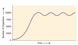 <strong>What is the carrying capacity for the population of beetles indicated by the graph? </strong> A) ~ 5,000 B) ~ 10,000 C) ~ 100,000 D) ~ 2,500 E) cannot be determined from the graph