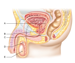 <strong>In the figure shown here, which of the following is the prostate gland? </strong> A) A B) B C) C D) D E) E