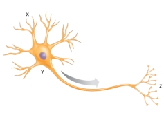 <strong>The arrow shows the direction of the nerve impulse in a neuron. Where is the neurotransmitter released from the neuron? </strong> A) axon B) dendrite C) cell body D) myelin sheath E) axon terminal