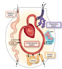 <strong>Figure: Most metabolic wastes leave the body through production of ___________ by the _____________.</strong> A) urine; urinary system B) feces; digestive system C) carbon dioxide; respiratory system D) urine; digestive system E) carbon dioxide; urinary system