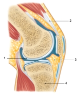 <strong>Figure: In the figure shown here, the tissue indicated by 2 is</strong> A) dense fibrous connective tissue. B) skeletal muscle. C) adipose. D) loose fibrous connective tissue. E) bone.