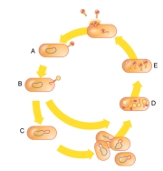 Which of these occurs during the bacteriophage lysogenic cycle but not the lytic cycle?
