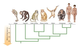 <strong>Figure: Which of the following statements is true about the phylogenetic tree shown here?</strong> A) The gibbon is more closely related to the rhesus monkey than to the chimpanzee. B) The galago is more closely related to the green monkey than to the capuchin. C) The green monkey and rhesus monkey share a common ancestor with the gibbon and chimpanzee. D) The gibbon does not share a common ancestor with the chimpanzee or human. E) The green monkey and rhesus monkey share a more recent common ancestor than do the chimpanzee and human.