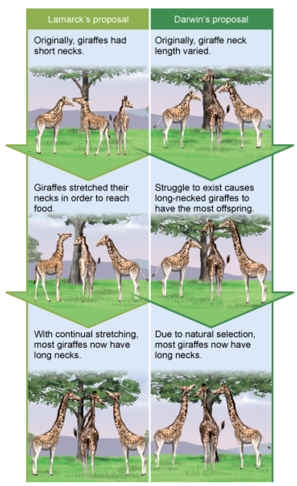 <strong> Interpreting this figure, Which of the following is a similarity between Lamark's proposal for evolution and that of Darwin?</strong> A) Both scenarios begin with a population of giraffes that contains variation. B) Both scenarios expose the giraffes to an environmental pressure (or challenge). C) Both scenarios involve only an individual, not a population. D) Both scenarios involve differential reproductive success. E) Both scenarios involve giraffes of equal fitness.