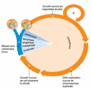 <strong>Refer to the figure below. Differentiated cells, such as nerve cells, would be in which of the following stages of the cell cycle? </strong> A) a B) b C) c D) d E) e
