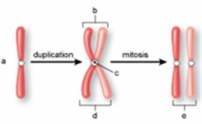 <strong>The structure labeled c in the following figure is called the ________. </strong> A) centromere B) centriole C) sister chromatid D) spindle E) non-sister chromatid